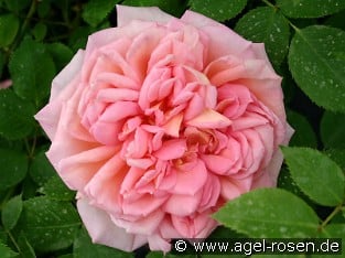 AUSpishus Old English Rose