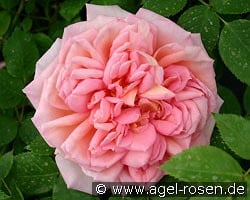 AUSpishus Old English Rose kaufen, click for more details AUSpishus Old English Rose