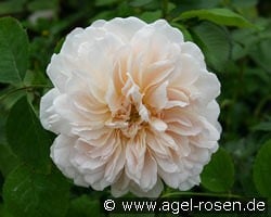 AUSrover 2038 kaufen, click for more details AUSrover 2038