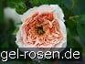 Buy AUSsaucer Old English Rose