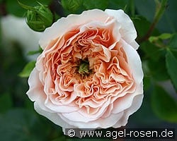 AUSsaucer Old English Rose kaufen, click for more details AUSsaucer Old English Rose