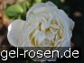 Buy AUSwebb Old English Rose