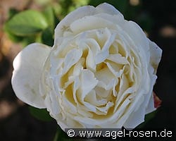 AUSwebb Old English Rose kaufen, click for more details AUSwebb Old English Rose