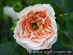 Apricot Parfait syn. Evelyn