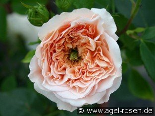 Apricot Parfait syn. Evelyn