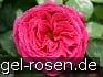 Buy Ausbloom Old English Rose