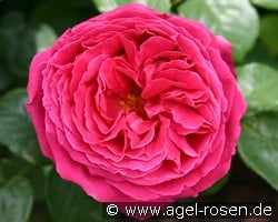 Ausbloom Old English Rose kaufen, click for more details Ausbloom Old English Rose