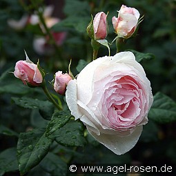 Ausblush