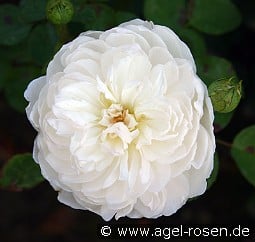 Auslevel Old English Rose