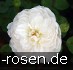 Buy Auslevel Old English Rose
