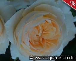 Ausperd