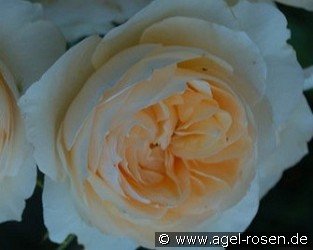 Ausperd