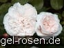 Buy Ausreef Old English Rose
