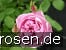 Ausren Old English Rose