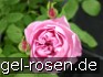 Buy Ausren Old English Rose