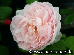 Ausvariety Old English Rose