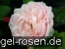 Buy Ausvariety Old English Rose