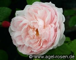 Ausvariety Old English Rose kaufen, click for more details Ausvariety Old English Rose
