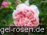 Buy Auswill Old English Rose