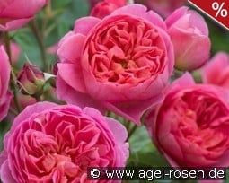 Boscobel kaufen, click for more details Boscobel