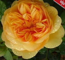 Bring Me Sunshine kaufen, click for more details Bring Me Sunshine