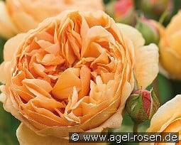 Carolyn Knight  kaufen, click for more details Carolyn Knight