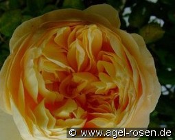 Charles Darwin kaufen, click for more details Charles Darwin