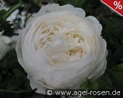 Claire Austin kaufen, click for more details Claire Austin