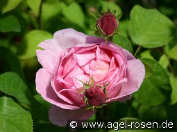 Constance Spry Old English Rose