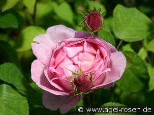 Constance Spry Old English Rose