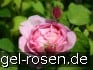 Buy Constance Spry Old English Rose