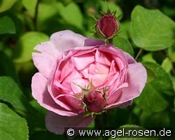 Constance Spry Old English Rose kaufen, click for more details Constance Spry Old English Rose