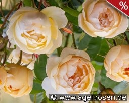 Dannahue kaufen, click for more details Dannahue