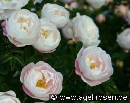 Desdemona kaufen, click for more details Desdemona