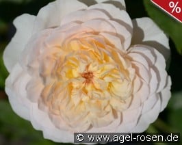 Emily Brontë