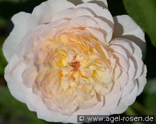 Emily Brontë
