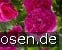 Englands Rose