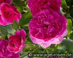 Englands Rose kaufen, click for more details Englands Rose