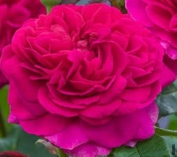 Gabriel Oak kaufen, click for more details Gabriel Oak