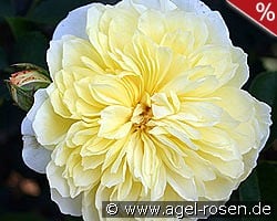 Gartenarchitekt Günther Schulze - Auswalker kaufen, click for more details Gartenarchitekt Günther Schulze - Auswalker