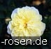 Buy Gartenarchitekt Günther Schulze - Auswalker Old English Rose
