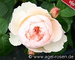 Gentle Hermione kaufen, click for more details Gentle Hermione