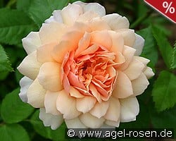 Grace kaufen, click for more details Grace