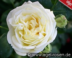 Gruß an Oldenburg kaufen, click for more details Gruß an Oldenburg