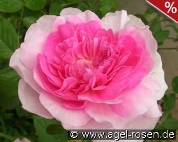 Harlow Carr kaufen, click for more details Harlow Carr