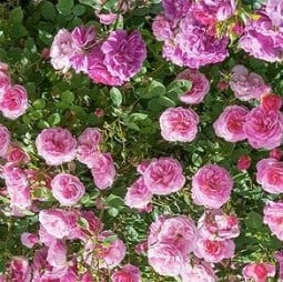 Hyde Hall kaufen, click for more details Hyde Hall