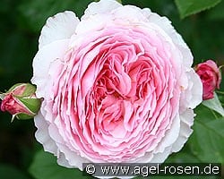 James Galway kaufen, click for more details James Galway