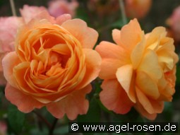 Lady Emma Hamilton