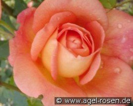 Lady of Shalott