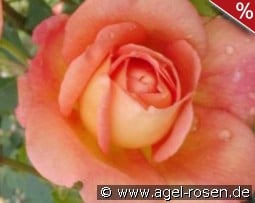 Lady of Shalott kaufen, click for more details Lady of Shalott